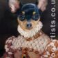 prazsky krysarik pet portraits (renaissance pet portrait)