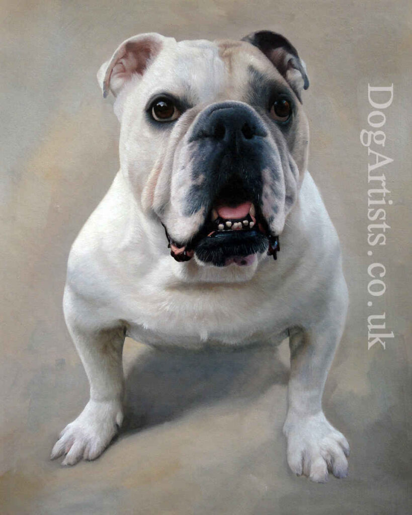 oil painting of a bull dog on cream background. Oil on canvas